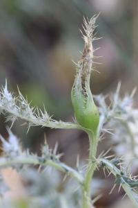 <i>Urophora cardui</i>