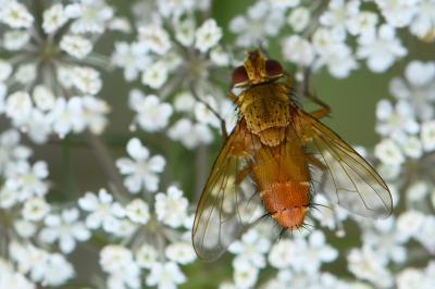 <i>Leskia aurea</i>