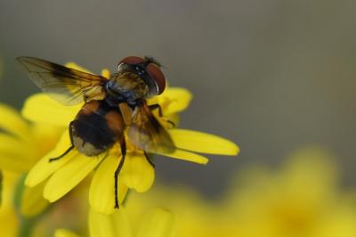 Ectophasia crassipennis