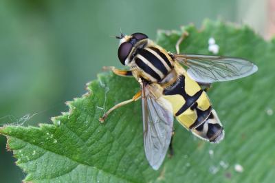 <i>Helophilus trivittatus</i>