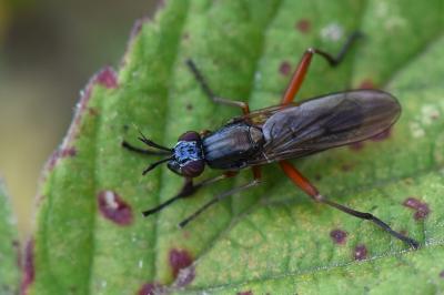 <i>Sepedon sphegea</i>