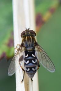 <i>Anasimyia transfuga</i>