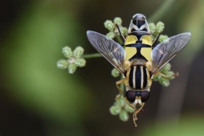 <i>Helophilus trivittatus</i>