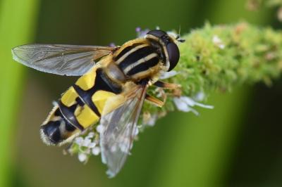 <i>Helophilus trivittatus</i>
