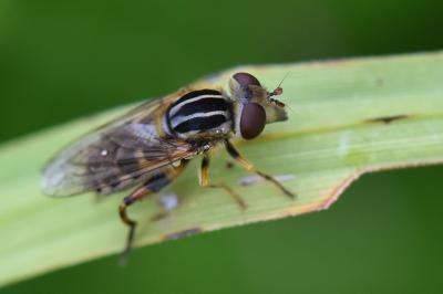 <i>Eurimyia lineata</i>