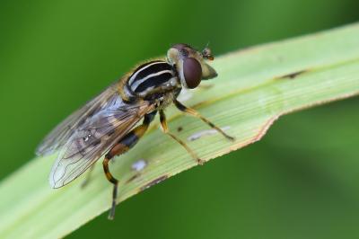 <i>Eurimyia lineata</i>