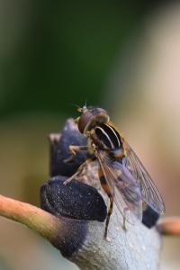 <i>Eurimyia lineata</i>
