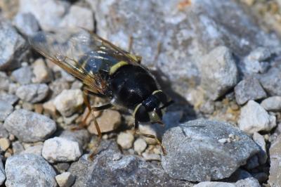 Stratiomys potamida