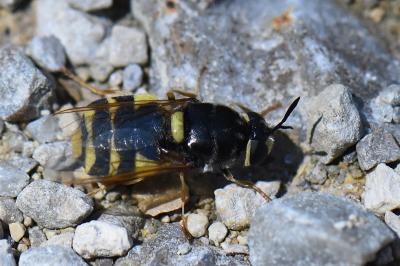 <i>Stratiomys potamida</i>