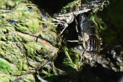 <i>Eristalinus sepulchralis</i>