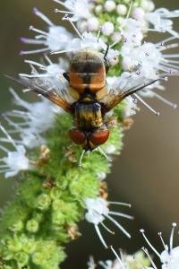 <i>Ectophasia crassipennis</i>
