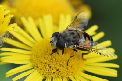 <i>Eristalis arbustorum</i>