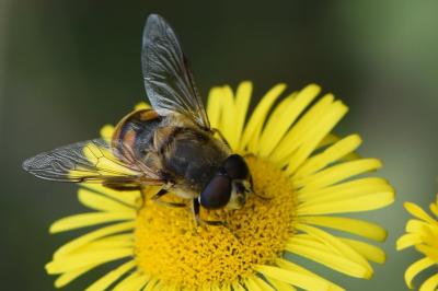 <i>Eristalis tenax</i>