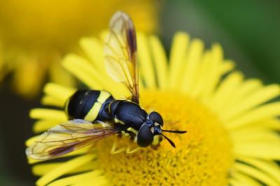 <i>Chrysotoxum bicinctum</i>