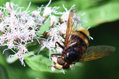 <i>Volucella zonaria</i>