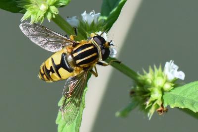 <i>Helophilus pendulus</i>