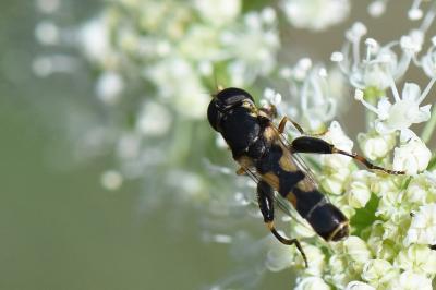 <i>Syritta pipiens</i>
