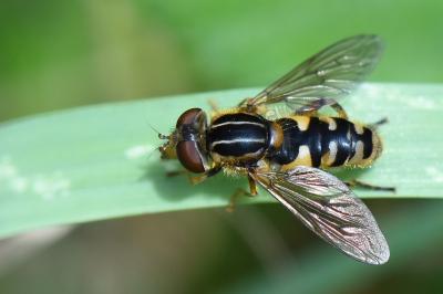 <i>Eurimyia lineata</i>