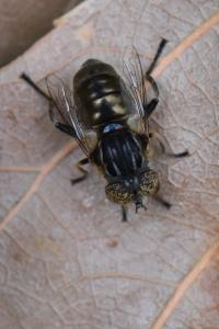 <i>Eristalinus sepulchralis</i>