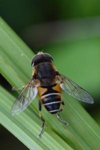 <i>Eristalis nemorum</i>