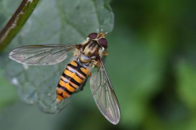 <i>Episyrphus balteatus</i>