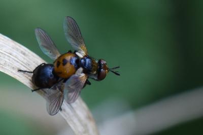 <i>Gymnosoma</i>