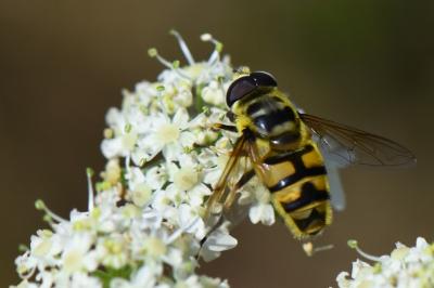 <i>Myathropa florea</i>