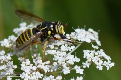 <i>Spilomyia manicata</i>