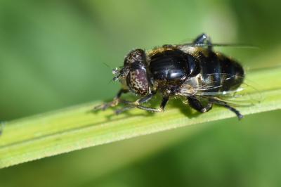 <i>Eristalinus sepulchralis</i>