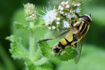 <i>Helophilus trivittatus</i>