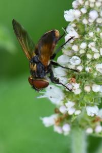 <i>Phasia aurigera</i>
