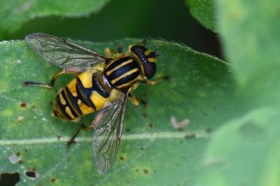 <i>Helophilus pendulus</i>