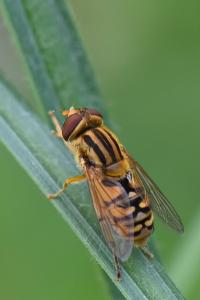 <i>Parhelophilus versicolor</i>