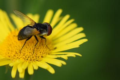 <i>Elomya lateralis</i>