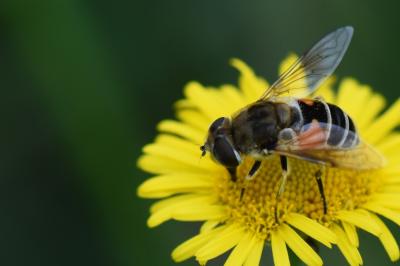 <i>Eristalis arbustorum</i>