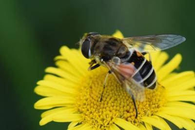 <i>Eristalis arbustorum</i>