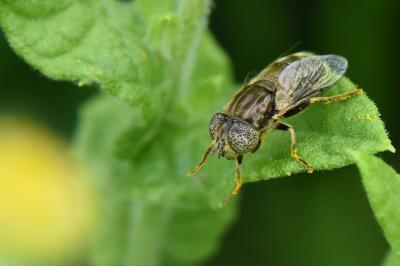 <i>Eristalinus aeneus</i>