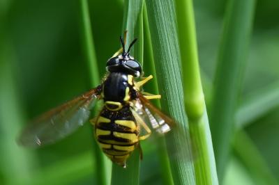 <i>Chrysotoxum cautum</i>
