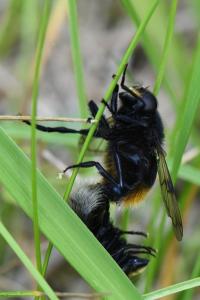 <i>Volucella bombylans</i>