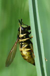 <i>Chrysotoxum cautum</i>