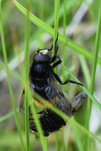 <i>Volucella bombylans</i>