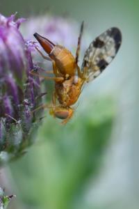 <i>Xyphosia miliaria</i>