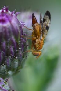 <i>Xyphosia miliaria</i>