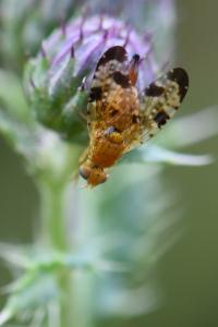 <i>Xyphosia miliaria</i>