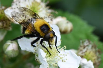 <i>Volucella bombylans</i>