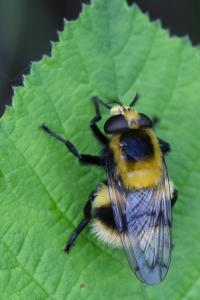 <i>Volucella bombylans</i>