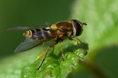 <i>Syrphus ribesii</i>