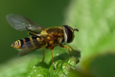 <i>Syrphus ribesii</i>