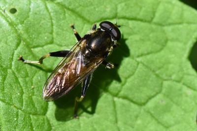 <i>Xylota segnis</i>