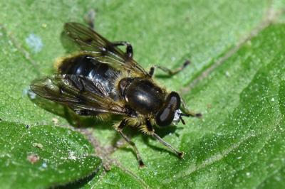 <i>Chalcosyrphus eunotus</i>